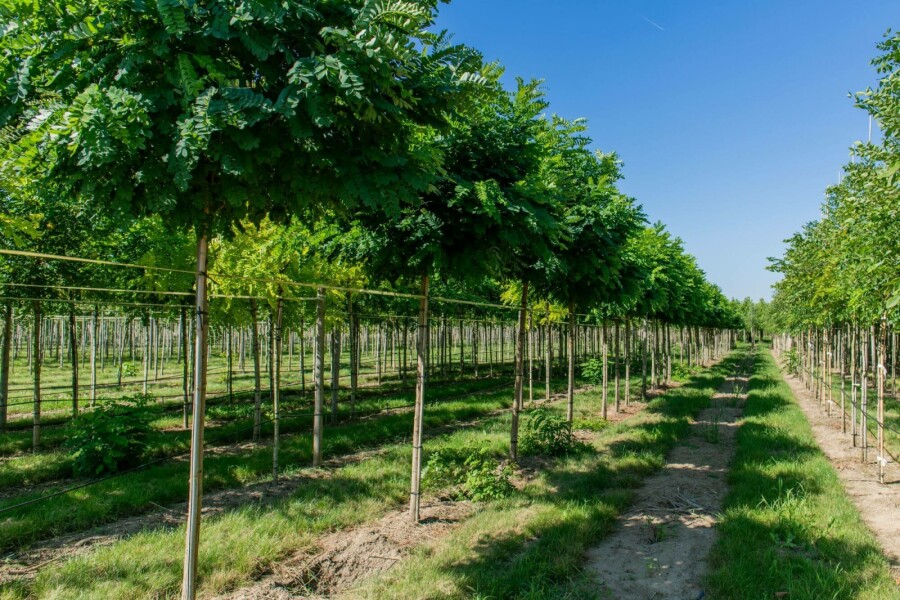 Kugelrobinie Robinia pseudoacacia 'Umbraculifera' kugelförmig stammumfang 6-8 stammhöhe 120 T Robinia pseudoacacia 'Umbraculifera' Halbstamm 6/8 120cm Stamm