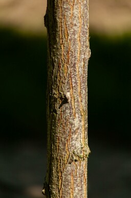 Kugelrobinie Robinia pseudoacacia 'Umbraculifera' kugelförmig stammumfang 6-8 stammhöhe 120 T Robinia pseudoacacia 'Umbraculifera' Halbstamm 6/8 120cm Stamm