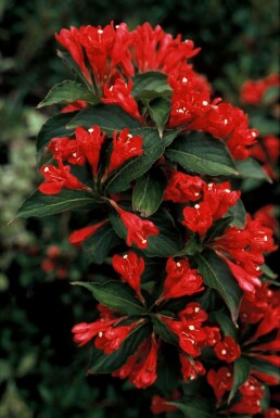 Weigelie Weigela 'Red Prince' Strauch 30-40 Topf 3 ltr. (C3) Weigela 'Red Prince' Strauch 30-40 cm