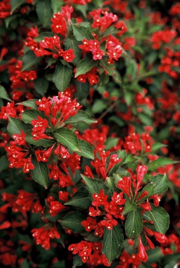 Weigelie Weigela 'Red Prince' Strauch 30-40 Topf 3 ltr. (C3) Weigela 'Red Prince' Strauch 30-40 cm