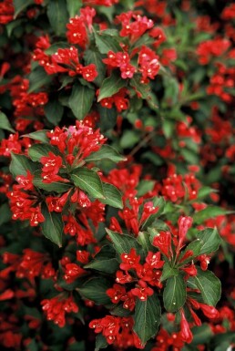 Weigelie Weigela 'Red Prince' Strauch 30-40 Topf 3 ltr. (C3) Weigela 'Red Prince' Strauch 30-40 cm