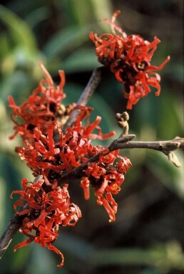 Zaubernuss Hamamelis intermedia 'Diana' Strauch Hamamelis intermedia 'Diana' Strauch