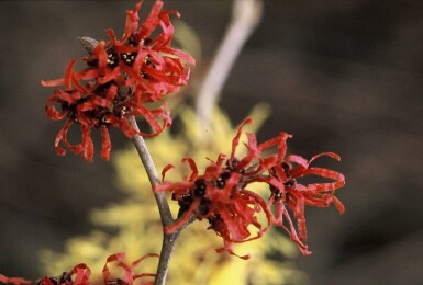 Zaubernuss Hamamelis intermedia 'Diana' Strauch Hamamelis intermedia 'Diana' Strauch