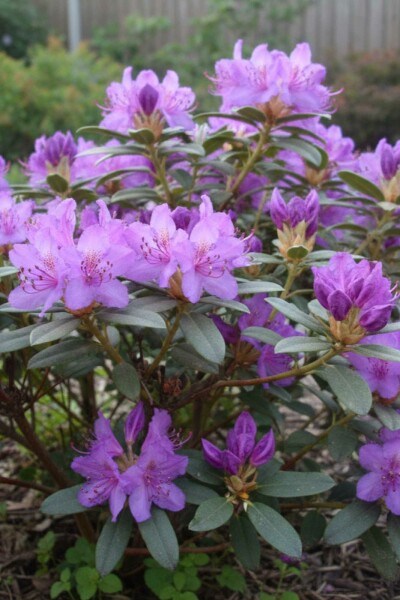 Rhododendron 'Blue Silver' Strauch 15-20 cm