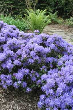 Zwergrhododendron Rhododendron 'Blue Tit' Strauch Rhododendron 'Blue Tit' Strauch