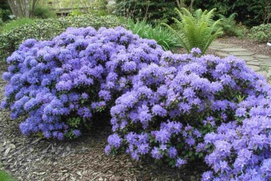 Rhododendron 'Blue Tit' Strauch