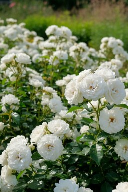 Rosa 'White Fairy'
