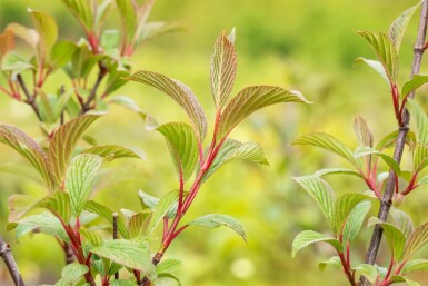 Duftender schneeball Viburnum bodnantense 'Charles Lamont' strauch 30-40 C2 Viburnum bodnantense 'Charles Lamont' Strauch 30-40 cm