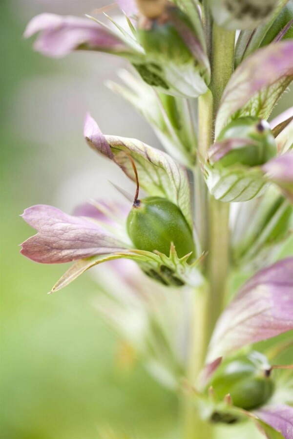 Stacheliger akanthus Acanthus hungaricus 5-10 Topf P9 Acanthus hungaricus