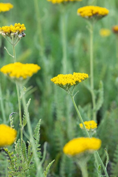 Schafgarbe Achillea filipendulina 'Coronation Gold' 5-10 Topf P9 Achillea filipendulina 'Coronation Gold'