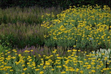 Schafgarbe Achillea filipendulina 'Coronation Gold' 5-10 Topf P9 Achillea filipendulina 'Coronation Gold'