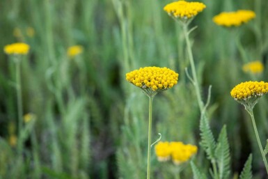 Schafgarbe Achillea filipendulina 'Coronation Gold' 5-10 Topf P9 Achillea filipendulina 'Coronation Gold'