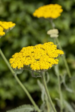 Schafgarbe Achillea filipendulina 'Coronation Gold' 5-10 Topf P9 Achillea filipendulina 'Coronation Gold'