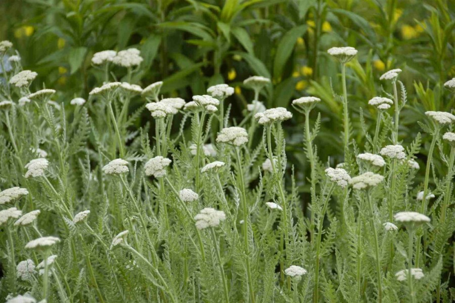 Schafgarbe Achillea millefolium 5-10 Topf P9 Achillea millefolium