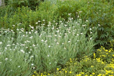 Schafgarbe Achillea millefolium 5-10 Topf P9 Achillea millefolium