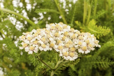 Schafgarbe Achillea millefolium 5-10 Topf P9 Achillea millefolium