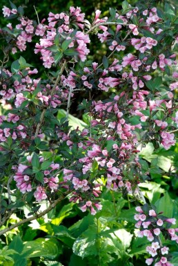 Weigelie Weigela florida 'Foliis Purpureis' Strauch 40-50 Topf 10 ltr. (C10) Weigela florida 'Foliis Purpureis' Strauch 40-50 cm