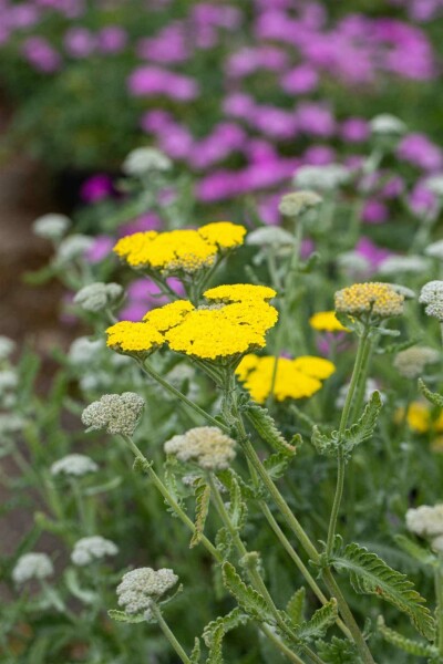Schafgarbe Achillea clypeolata 'Moonshine' 5-10 Topf P9 Achillea clypeolata 'Moonshine'