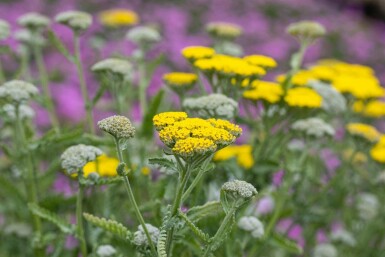 Schafgarbe Achillea clypeolata 'Moonshine' 5-10 Topf P9 Achillea clypeolata 'Moonshine'