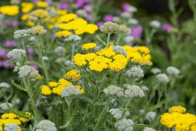 Schafgarbe Achillea clypeolata 'Moonshine' 5-10 Topf P9 Achillea clypeolata 'Moonshine'