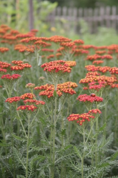 Schafgarbe Achillea millefolium 'Safran' 5-10 Topf P9 Achillea millefolium 'Safran'