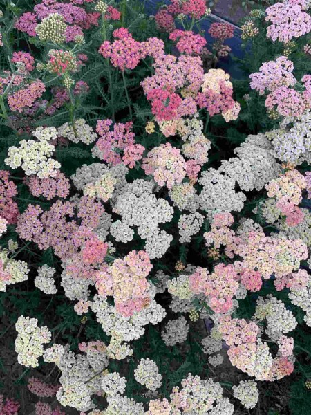 Schafgarbe Achillea millefolium 'Summer Pastels' 5-10 Topf P9 Achillea millefolium 'Summer Pastels'