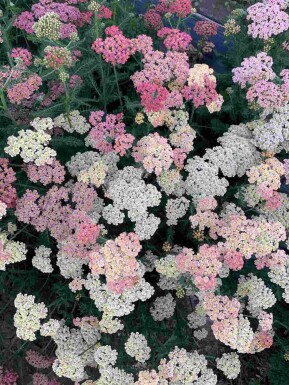 Schafgarbe Achillea millefolium 'Summer Pastels' 5-10 Topf P9 Achillea millefolium 'Summer Pastels'