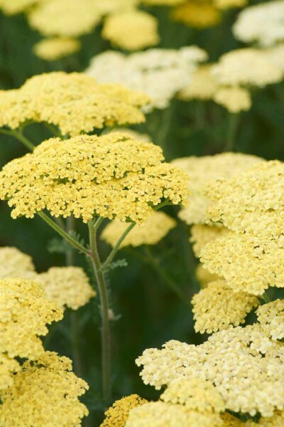 Schafgarbe Achillea 'Taygetea' 5-10 Topf P9 Achillea 'Taygetea'