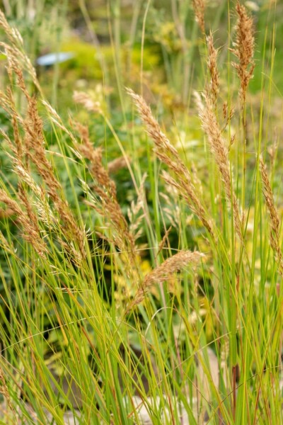 Bergschwingel Achnatherum calamagrostis 5-10 Topf P9 Achnatherum calamagrostis