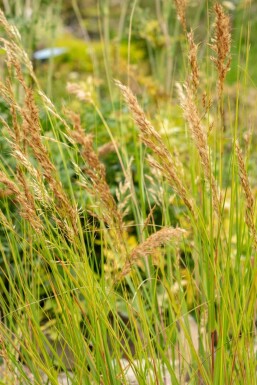 Bergschwingel Achnatherum calamagrostis 5-10 Topf P9 Achnatherum calamagrostis