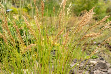 Bergschwingel Achnatherum calamagrostis 5-10 Topf P9 Achnatherum calamagrostis