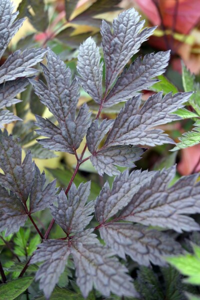Silberkerze Actaea simplex 'Chocoholic' 5-10 Topf P9 Actaea simplex 'Chocoholic'