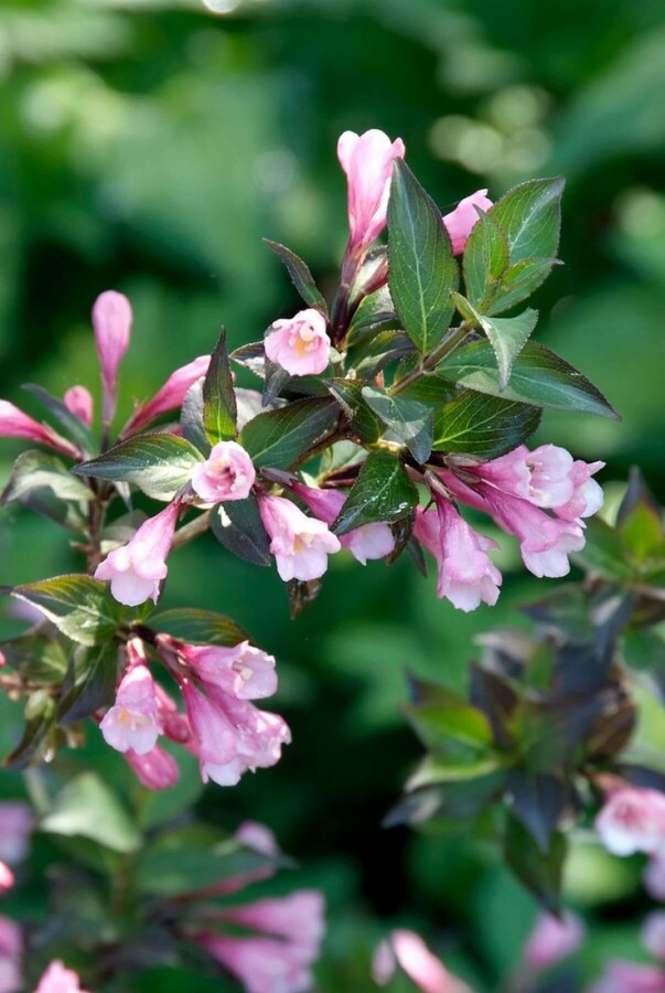 Weigelie Weigela florida 'Foliis Purpureis' Strauch 60-80 Topf 12 ltr. (C12) Weigela florida 'Foliis Purpureis' Strauch 60-80 cm