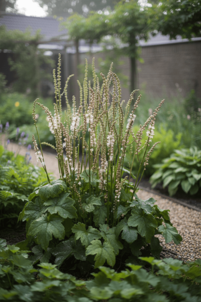 Asiatische silberkerze Actaea japonica 'Cheju Do' 5-10 Topf P9 Actaea japonica 'Cheju Do'