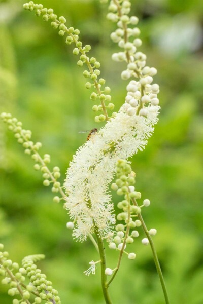 Traubensilberkerze Actaea racemosa 5-10 Topf P9 Actaea racemosa
