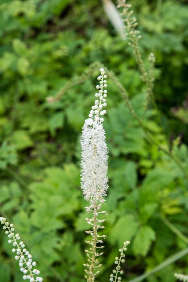 Traubensilberkerze Actaea racemosa 5-10 Topf P9 Actaea racemosa