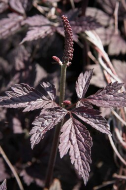Silberkerze Actaea simplex 'Pink Spike' 5-10 Topf P9 Actaea simplex 'Pink Spike'