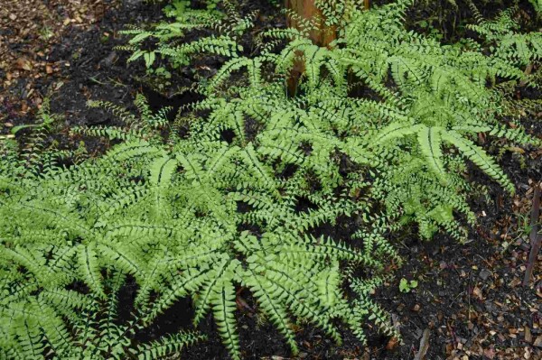 Frauenhaarfarn Adiantum pedatum 5-10 Topf P9 Adiantum pedatum