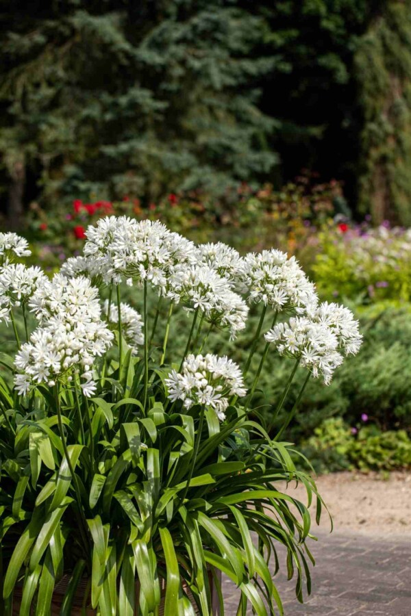 Afrikanische schmucklilie Agapanthus africanus 'Albus' 5-10 Topf P9 Agapanthus africanus 'Albus'