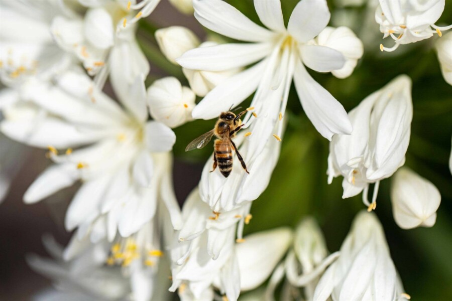 Afrikanische schmucklilie Agapanthus africanus 'Albus' 5-10 Topf P9 Agapanthus africanus 'Albus'