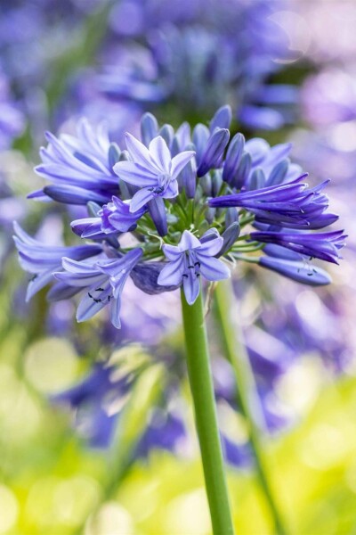 Afrika-Schmucklilie Agapanthus africanus 'Dr Brouwer' 5-10 Topf P9 Agapanthus africanus 'Dr Brouwer'
