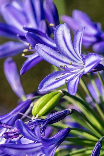 Schmucklilie Agapanthus hybride 'Northern Star' 5-10 Topf P9 Agapanthus hybride 'Northern Star'