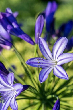 Schmucklilie Agapanthus hybride 'Northern Star' 5-10 Topf P9 Agapanthus hybride 'Northern Star'