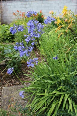 Afrikanische schmucklilie Agapanthus africanus 'Peter Pan' 5-10 Topf P9 Agapanthus africanus 'Peter Pan'