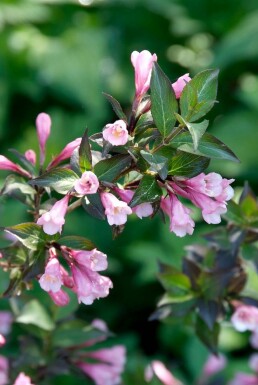 Weigelie Weigela florida 'Foliis Purpureis' Strauch 30-40 Topf 3 ltr. (C3) Weigela florida 'Foliis Purpureis' Strauch 30-40 cm