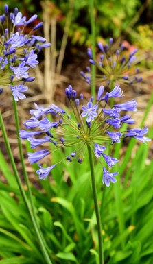 Schmucklilie Agapanthus africanus 'Sunfield' 5-10 Topf P9 Agapanthus africanus 'Sunfield'