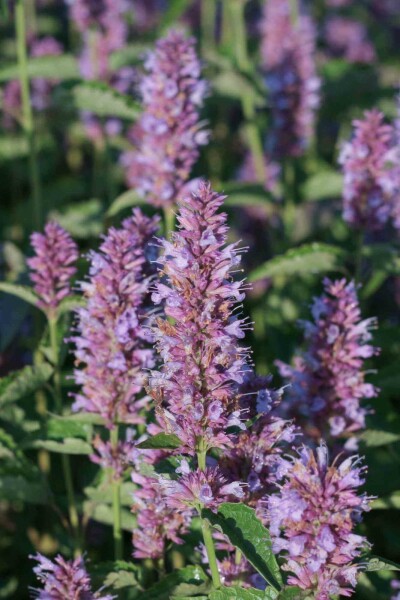 Duftnessel Agastache rugosa 'Beelicious Purple' 5-10 Topf P9 Agastache rugosa 'Beelicious Purple'