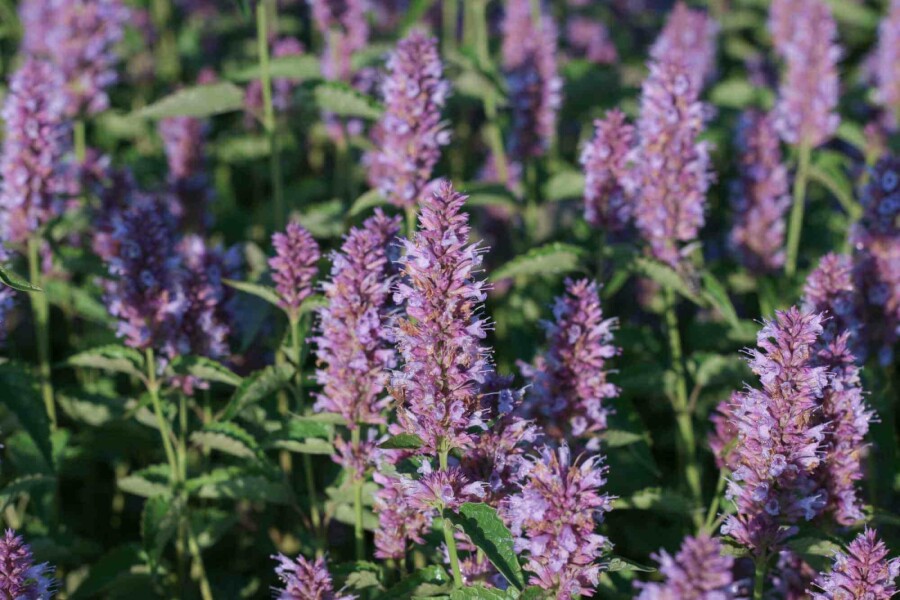 Duftnessel Agastache rugosa 'Beelicious Purple' 5-10 Topf P9 Agastache rugosa 'Beelicious Purple'