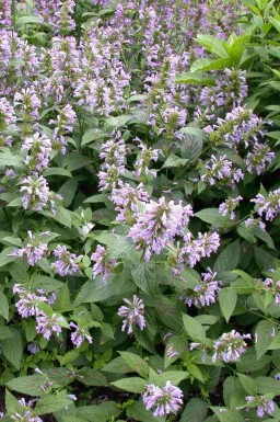 Duftnessel Agastache foeniculum 5-10 Topf P9 Agastache foeniculum