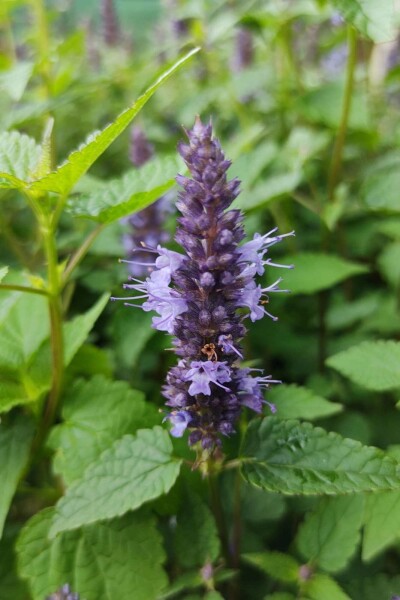 Duftnessel Agastache rugosa 'Little Adder' 5-10 Topf P9 Agastache rugosa 'Little Adder'